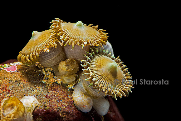 Palythoa sp.
