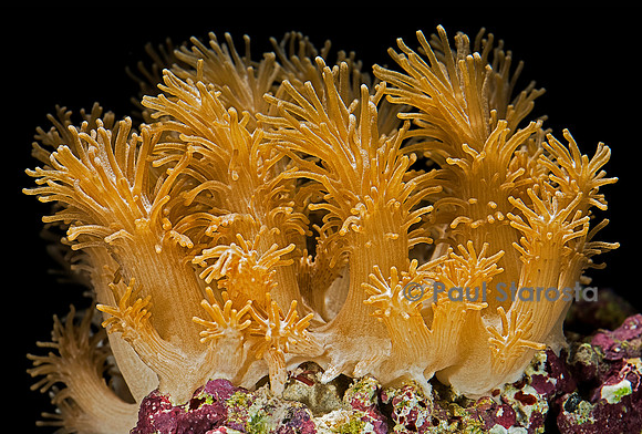 Paralemnalia sp.