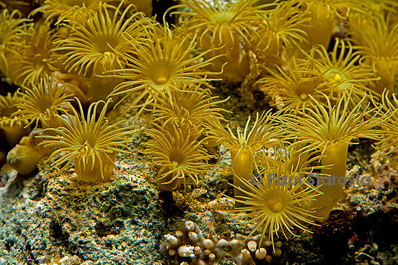 Parazoanthus axinella