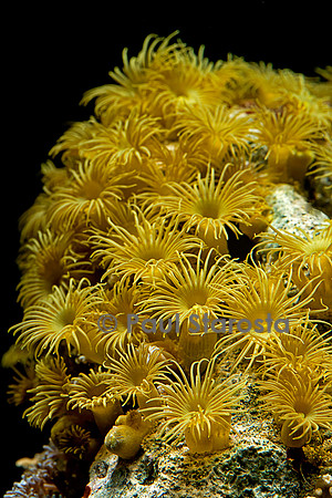 Parazoanthus axinella