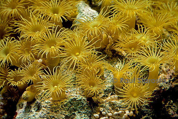 Parazoanthus axinella