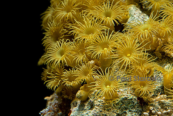 Parazoanthus axinella