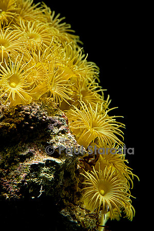Parazoanthus axinella