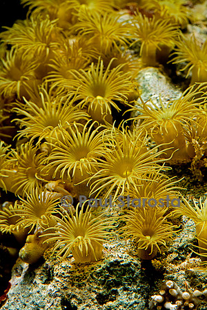 Parazoanthus axinella