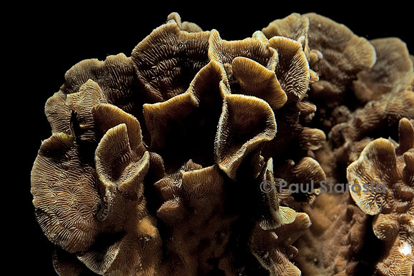 Pavona cactus