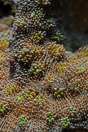 Pectinia sp.