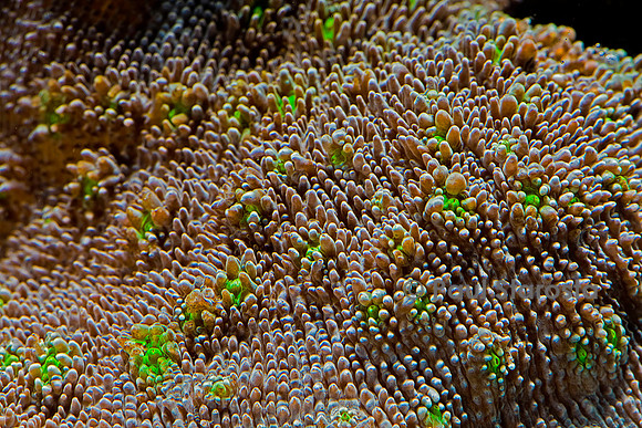 Pectinia sp.