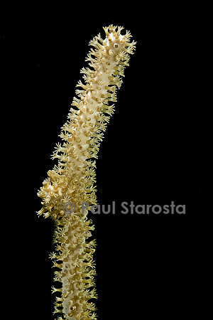 Pleuxaurella sp.