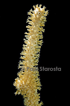 Plexaurella sp.