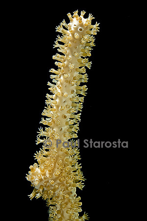 Plexaurella sp.