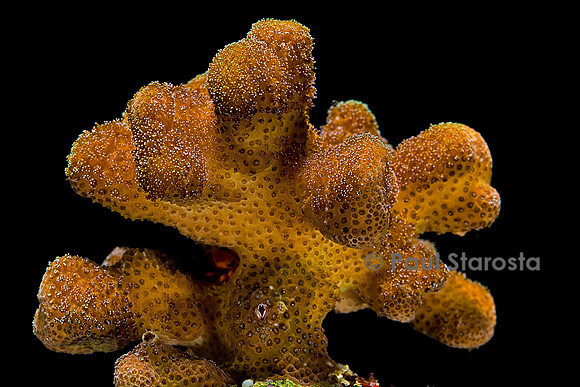 Pocillophora danicornis
