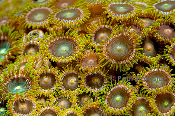Protopalythoa sp.