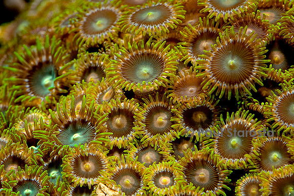 Protopalythoa sp.