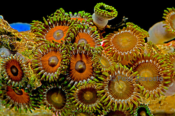 Protopalythoa sp.