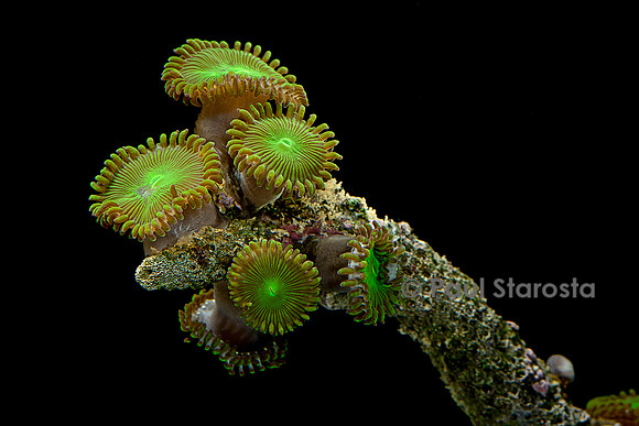 Protopalythoa sp.