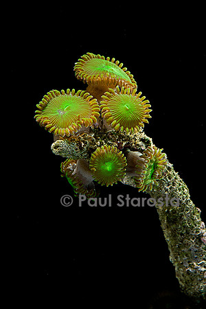 Protopalythoa sp.