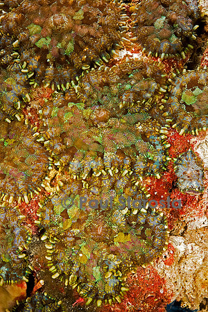 Rhodactis