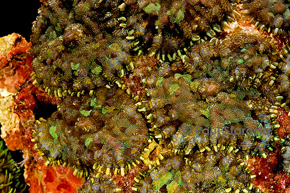 Rhodactis