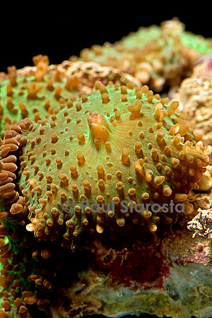 Ricordea sp.