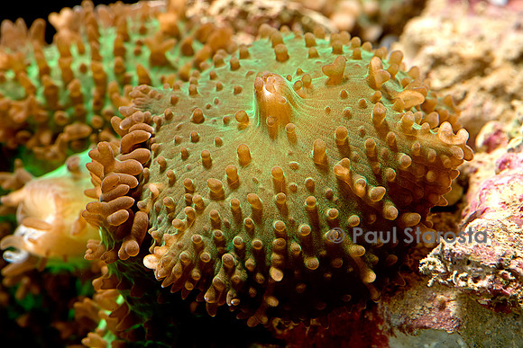 Ricordea sp.