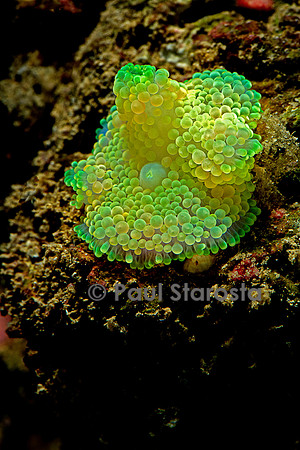 Ricordea florida