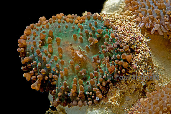 Ricordea florida