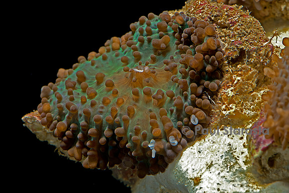 Ricordea florida