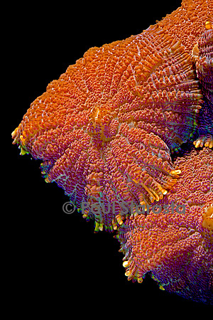 Ricordea sp.