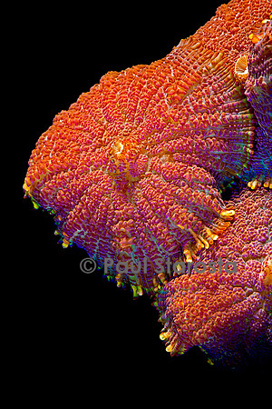 Ricordea sp.