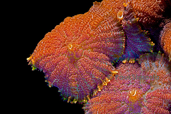 Ricordea sp.