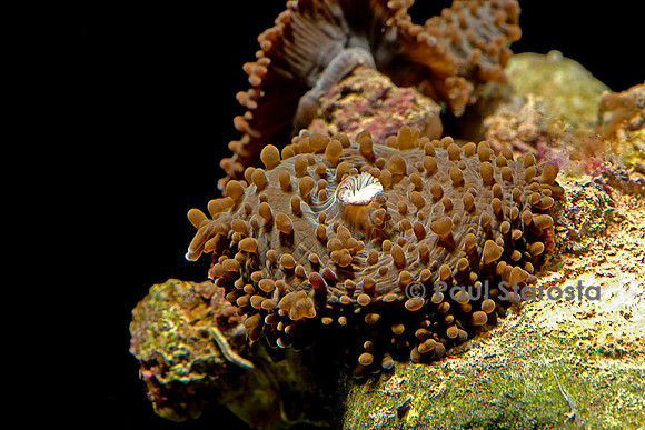 Ricordea sp.