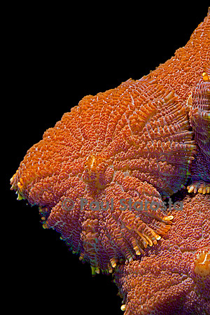 Ricordea sp.