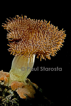 Sarcophyton sp.