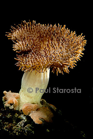 Sarcophyton sp.