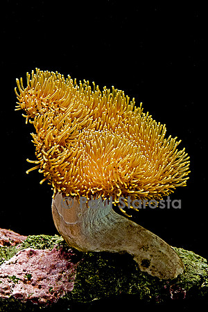 Sarcophyton sp.