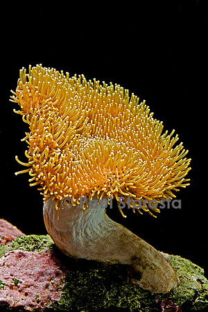 Sarcophyton sp.
