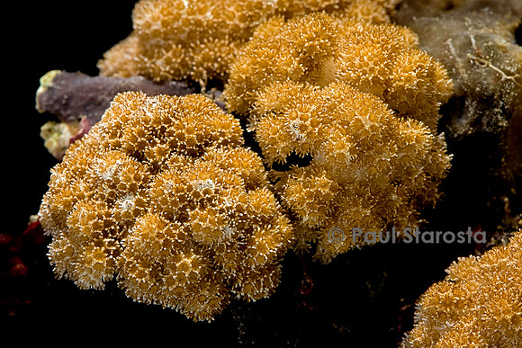 Sinularia sp.
