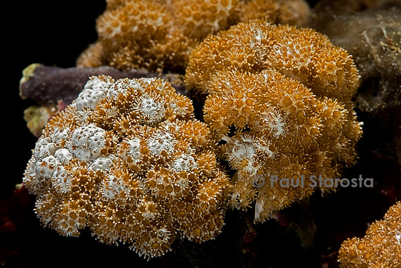 Sinularia sp.