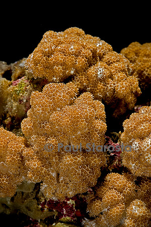 Sinularia sp.