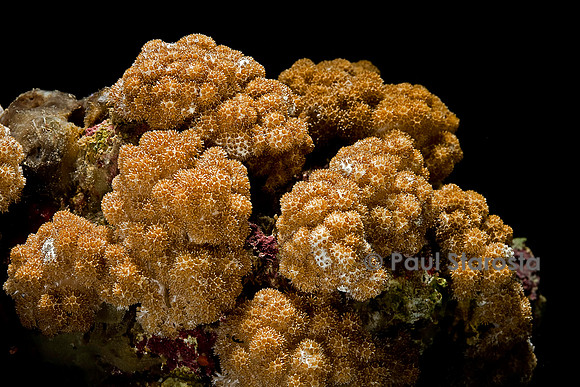 Sinularia sp.