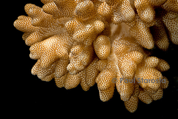 Sinularia sp.
