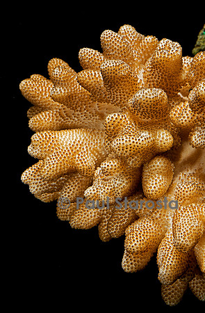 Sinularia sp.
