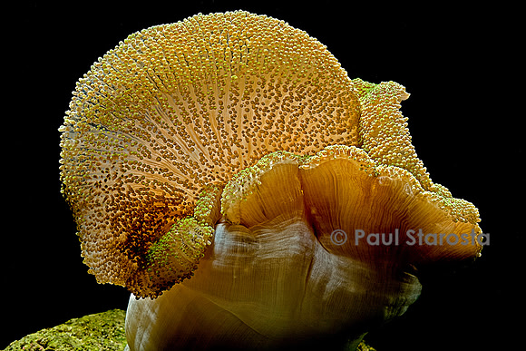 Stichodactyla haddoni (anémone de mer)