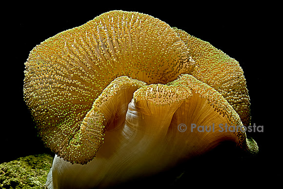 Stichodactyla haddoni (anémone de mer)