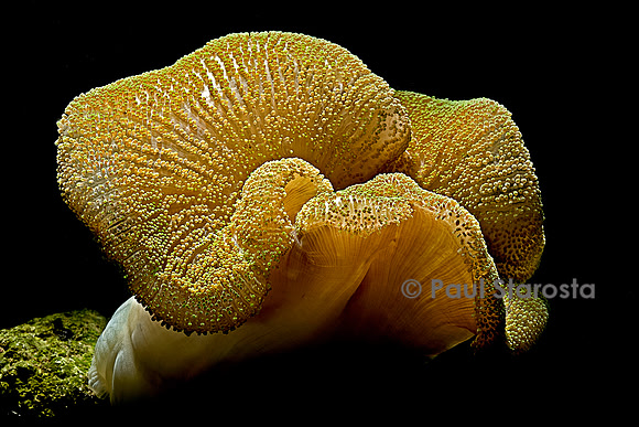 Stichodactyla haddoni (anémone de mer)
