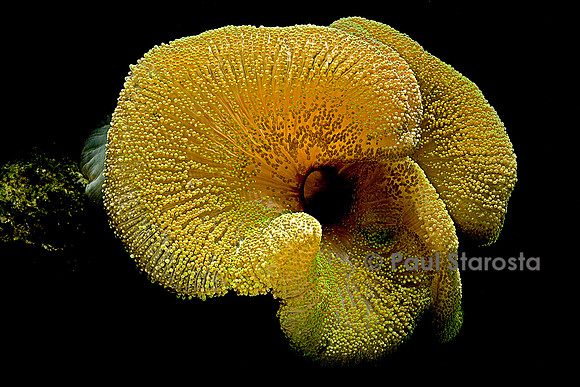 Stichodactyla haddoni (anémone de mer)