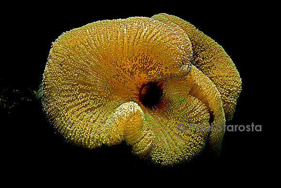 Stichodactyla haddoni (anémone de mer)