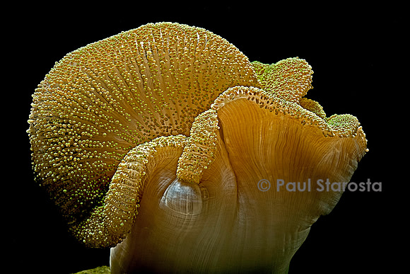Stichodactyla haddoni (anémone de mer)