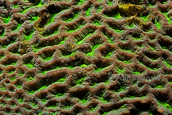 Symphyllia recta