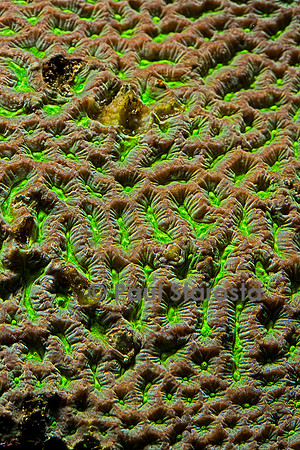 Symphyllia recta